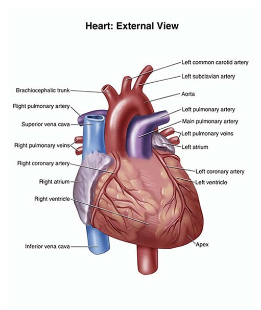 heart external view infographic